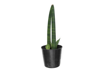Sansevieria stuckyi isolated on white background , hipster tree air purifier.