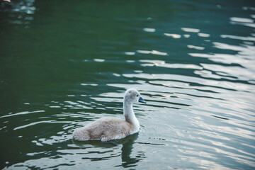 swans family in lake water close up