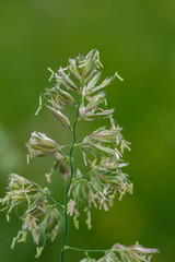 Grashalm mit Samen und Pollen, blühende Gräser in einer Wiese in sanftem Licht