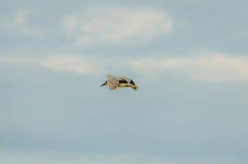 Fototapeta na wymiar Gray Heron in flight over the swamp 