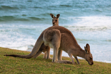 Family of two kangaroos, mother and son, eating grass on a hill, ocean behind. Young kangaroo standing, mother eating. Seen at "Look at me now" headland, Emerald beach, New South Wales, Australia