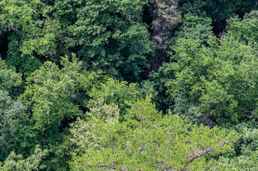 view of cloudland canyon state park in georgia, usa