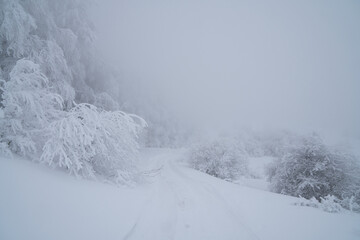 snow covered trees in winter in the mist