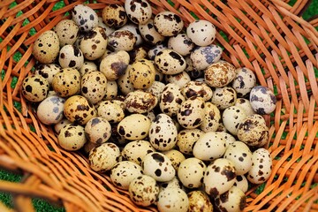 lots of quail eggs in a wicker basket close up