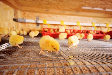 small chickens or quail are drinking water from a watering can on a poultry farm close up