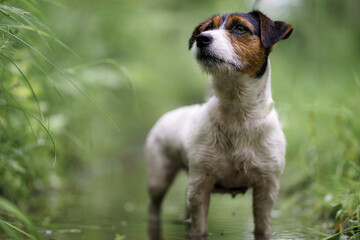 White hunting dog Jack Russell Terrier chasing through the woods and puddles among the trees, the...