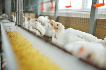 Poultry farm, raising broiler chickens. Adult chickens sit in cages and eat compound feed © Evgeniy Kalinovskiy