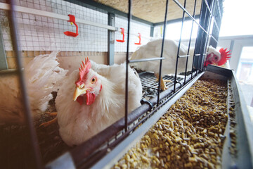 farm; broilers; chicken; agriculture; poultry; rooster; food; meat; hen; livestock; animal; farming; industry; factory; nature; agricultural; coop; eating; healthy; feather; rural; barn; cluck; beak; 