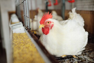 Growing broiler chickens. Huge broiler rooster close-up sitting in a cage and eating feed on the background of a poultry farm.