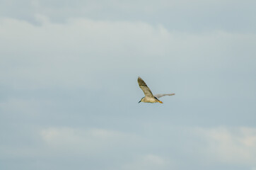 Gray Heron in flight over the swamp 