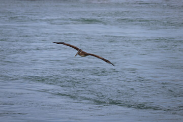 Large brown pelican in flight over water