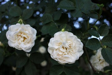 Close-up of a white tea rose flowers on the bush. Natural blurred background. 
