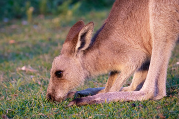 Fototapeta premium Kangaroo eating on a grass field, close up portrait, open eyes, ears behind its head. Seen at 