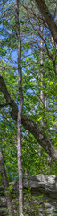vertical panorama of tree in forest in cloudland canyon state park, georgia, usa