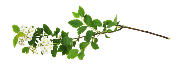 Twig of spiraéa chamaedryfólia flowers and leaves