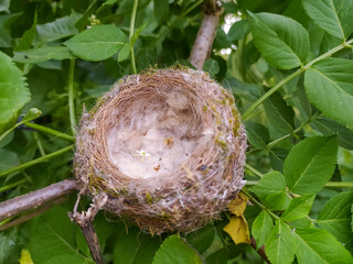 bird nest