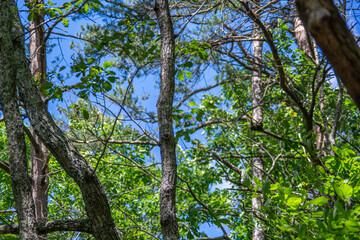 trees in the forest in cloudland canyon state park, georgia, usa