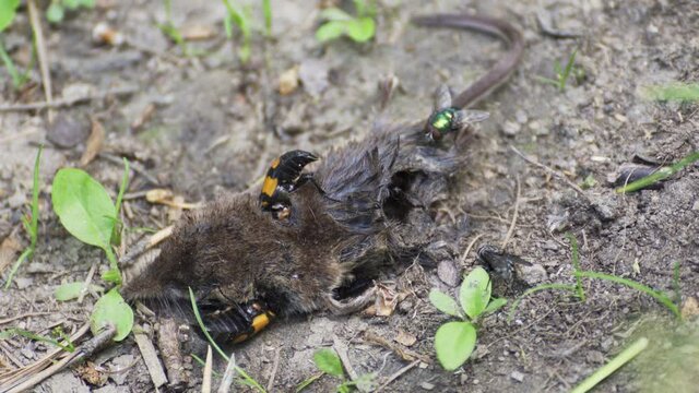 Carnivorous beetles eat a mouse corpse. The concept of death in nature