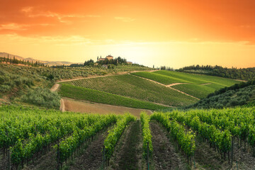 Vineyards at sunset, Tuscany, Italy. Chianti Region