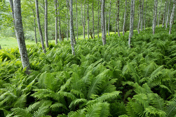 Forest floor covered with lovely fresh ferns