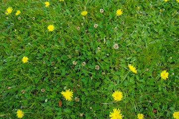 yellow flowers in the grass