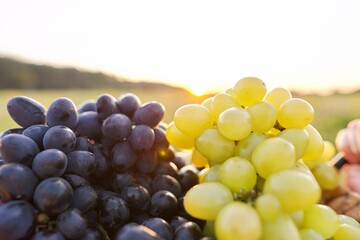 Basket with harvest of green and blue grapes, beautiful sunset nature background