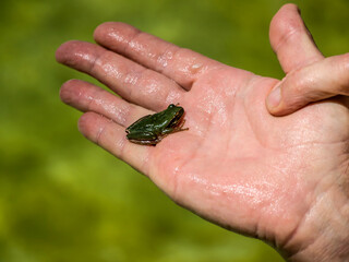 Small frog in the palm of a man's wet hand, Spain, Andalusia