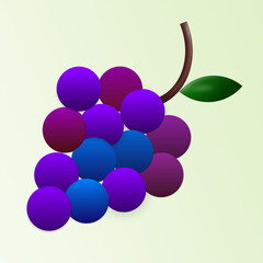 Bunt Blauen Weintrauben.