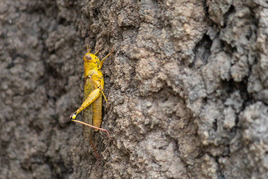 Yellow desert locust posed on a tree. Vertical picture, profile, contrasted colors. Close up eyes detail. Solitary individual seen at Mary river close to Kakadu, Northern Territory NT, Australia