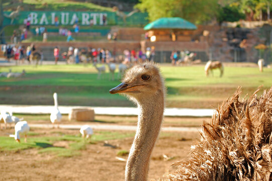 Ostrich at Baluarte zoo in Vigan, Ilocos Sur, Philippines