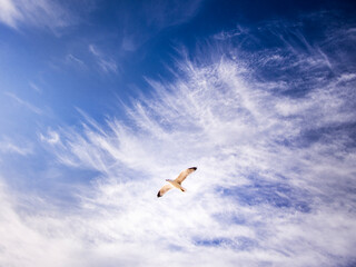 Volar