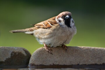 Tree sparrow (Passer montanus) on the stones of a bird's waterhole. Czechia. Europe.