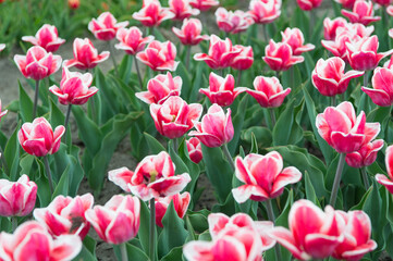 care of flowers in garden. beauty of nature. enjoy seasonal blossom. pink flowers in field. Landscape of Netherlands tulips. Spring season travel. Colorful spring tulip field. pink vibrant flowers