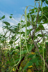 Growing yard-long bean organic without chemicals, sufficiency economy.