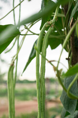 Growing yard-long bean organic without chemicals, sufficiency economy.