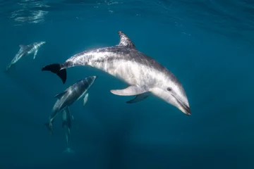 Fotobehang DUsky dolphins, Nuevo Gulf, Valdes Peninsula, Argentina. © wildestanimal