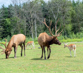 Barasingha Rucervus Duvaucelii or Swamp Deer in Hamilton Safari, Ontario, Canada
