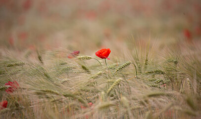 Poppy amongst the Wheat Field