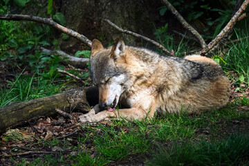 Europäischer Wolf ( Canis lupus ).