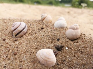 shells on the beach