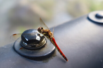 Red dragonfly posed on a shiny metal handrail. Alive animal, reflected on the metal. Full body picture, still, focused, open wings. Shore of Daiya river, Nikko, Japan, Asia