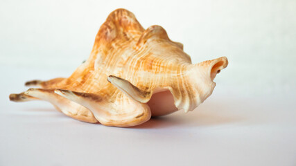 sea shell on white background