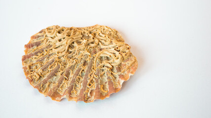 Close Up Seashell Detail on White Background