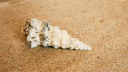animal, background, beach, beach background, beach scene, closeup, coast, coastline, color, colour, concept, conch, ground, holiday, marine, natural, nature, ocean, orange, pattern, red, sand, sea, se