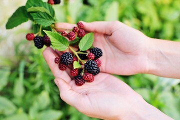hands holding a branch with blackberries close up against the background of greenery and a garden