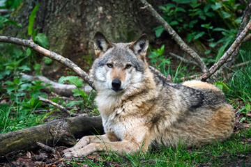 Naklejka na ściany i meble Europäischer Wolf ( Canis lupus ).