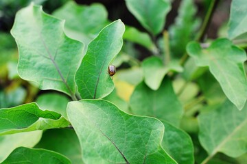 Colorado beetle close-up on a beetle leaf on the background of a vegetable garden