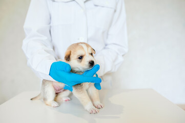 vet in blue gloves holds a small purebred puppy in a veterinary clinic on a light background