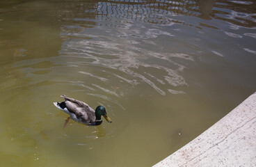 Naklejka premium ptak zwierze kolorowy hiszpania słonecznie