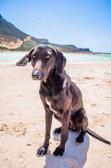 Black homeless dog on the beach. Stray dog asking for food. Beautiful eyes and scenery. Balos Beach on Crete island, Greece.